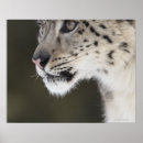 Zoek naar concentratie posters Close up