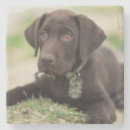 Zoek naar puppy onderzetters Buiten