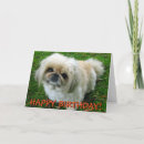 Zoek naar pekinees posters Schattig