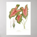 Zoek naar botanische druk posters Plantaardig