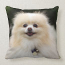 Zoek naar pantser kussens Dwerg spitz