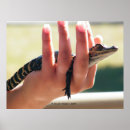 Zoek naar reptiel kunst Krokodil