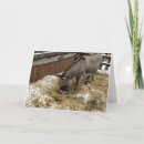 Zoek naar donkey christmas kaarten Winter