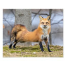 Zoek naar wilde honden kunst Natuur