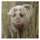 Zoek naar pig tegels Varkens