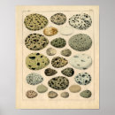 Zoek naar vogeleieren posters Victoriaans