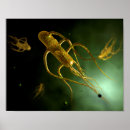 Zoek naar digitaal geproduceerd afbeelding posters Biomedicale illustraties