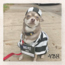 Zoek naar chihuahua bar drinkwaren Puppy