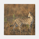 Zoek naar kenia magneten Wild