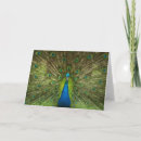 Zoek naar peacock feather kaarten Elegant