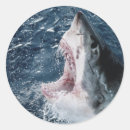 Zoek naar grote witte haai stickers Dier
