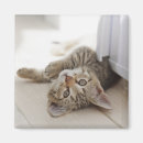 Zoek naar kitten magneten Kat