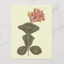 Zoek naar trompet bloem briefkaarten Elk persoon