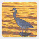 Zoek naar blauwe reiger stickers Vogel