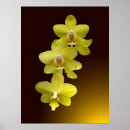 Zoek naar oosterse posters Oosterend