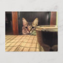 Zoek naar katten humor briefkaarten Kitty