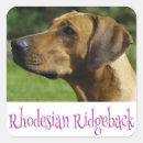 Zoek naar ridgebacks stickers Rhodezische ridgeback