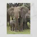 Zoek naar serengeti nationaal park briefkaarten Baby