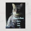 Zoek naar katten redding briefkaarten Huisdier
