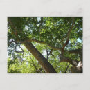 Zoek naar sycamore briefkaarten Boom