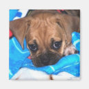 Zoek naar puggle magneten Schattig
