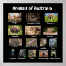 Zoek naar australische dieren posters Voor iedereen