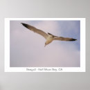 Zoek naar zeemeeuw posters Vogel