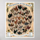 Zoek naar vintage rooster posters Kippen