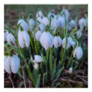 Zoek naar sneeuwklokjes posters Winter