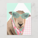 Zoek naar schaap briefkaarten Schapen