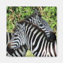 Zoek naar zebra magneten Tanzania