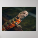 Zoek naar bedreigde dieren posters Schattig