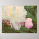 Zoek naar knopen posters Bloemen