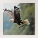 Zoek naar adelaar puzzels Fotografie