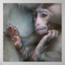 Zoek naar baby aap posters Dier