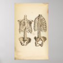 Zoek naar vintage anatomie posters Anatomisch