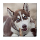 Zoek naar siberian husky tegels Puppy