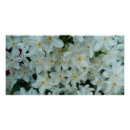 Zoek naar narcis posters Natuur