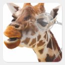 Zoek naar giraf gezicht stickers Grappige giraffe