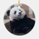 Zoek naar grappige panda ornamenten Beer