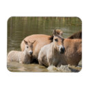 Zoek naar merrie magneten Paard