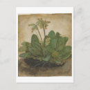 Zoek naar albrecht durer briefkaarten Waterverf