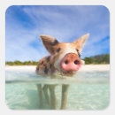 Zoek naar biggetje stickers Dier