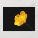 Zoek naar boterbloem briefkaarten Geel