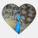 Zoek naar peafowl stickers Kleurrijk