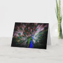 Zoek naar pauwen kaarten Trots