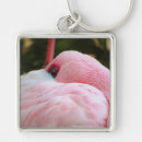 Zoek naar roze flamingo fotografie Wild