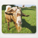 Zoek naar geit muismatten Platteland