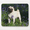 Zoek naar alert muismatten Mops