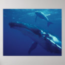 Zoek naar kalf posters Zee